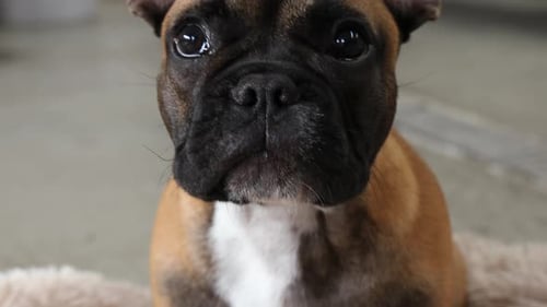 Joli bouledogue français mâchant une friandise