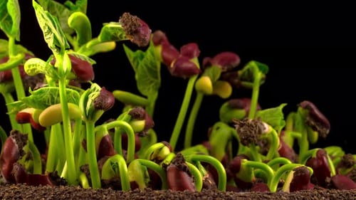 Bean Sprouts Germinating and Growing Timelapse