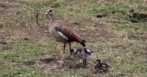 Goose with Goslings Foraging in Grassy Field