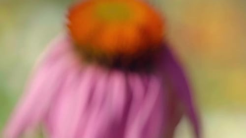 Bourdon sur une fleur d'échinacée
