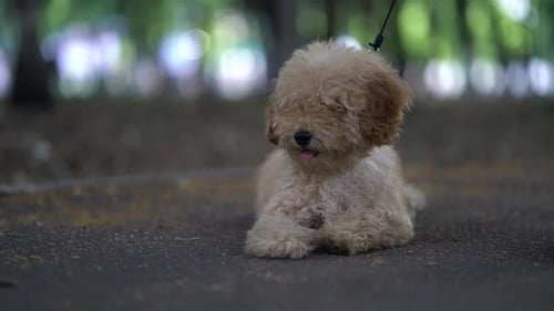 Dog on Leash Relaxing Outdoors in Park
