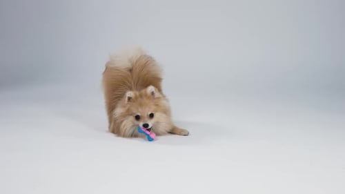 Adorable Pygmy Pomeranian Spitz Plays with His Toy in the Studio on a Gray Background