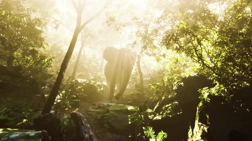 Elephant in Tropical Forest with Fog