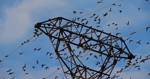 A flock of European starlings (Sturnus vulgaris) roost on overhead wires. Occitanie, France