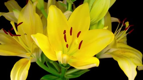 Blooming Yellow Lily Flower Time-Lapse on Black