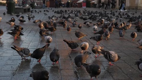 A lot of pigeons on the main square of Krakow, Poland