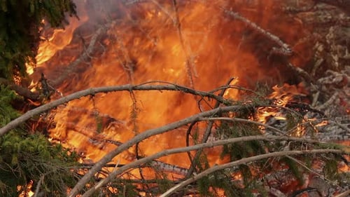 Forest in Fire