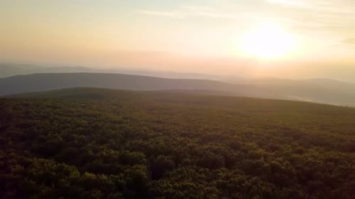 Fly Above Sunny Forest Landscape in Summer Evening Sunset in Golden Hour