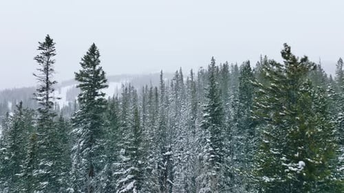 Dense Evergreen Forest Within Steep Slopes Below Foggy Skyline