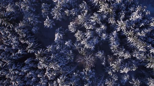 Snowy Forest Aerial Birds Eye View