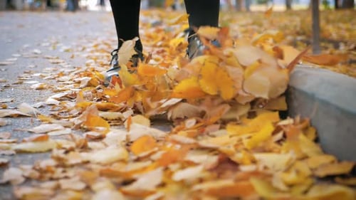 Feet of a Young Girl in Sneakers on Fallen Leaves in the Park. Autumn Concept.