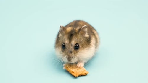 Hamster Eating Cracker