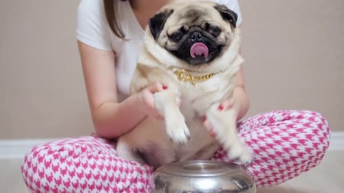 Woman Holds Cute Pug Near a Metal Bowl