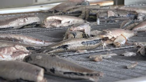 Fish Factory and Mackerel 2