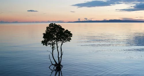 Sonnenuntergang mit Baum an der Meereslandschaft