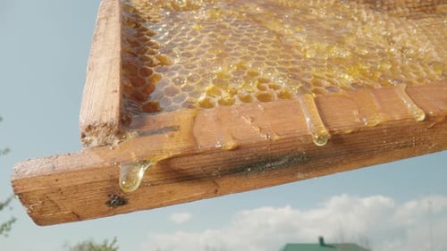 Thick Golden Honey Flows Down and Spills Over the Frame with Honeycombs