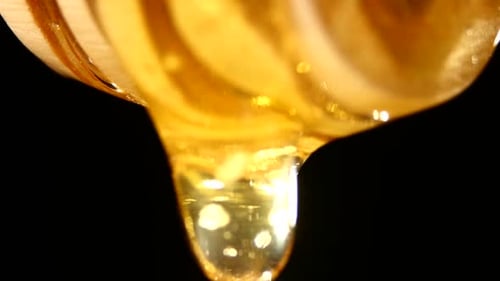 Honey Dripping Slowly from Wooden Dipper on Black
