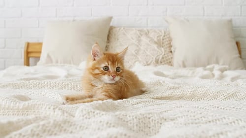 Playful Kitten with Toy on White Bed