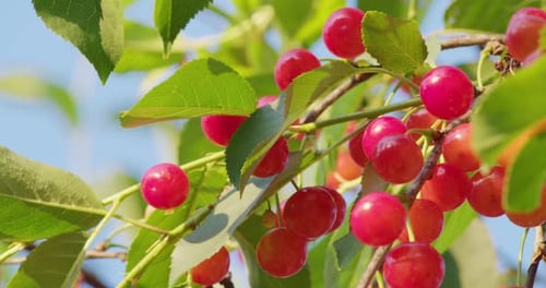 Cerises sauvages sucrées poussant sur un arbre au jardin