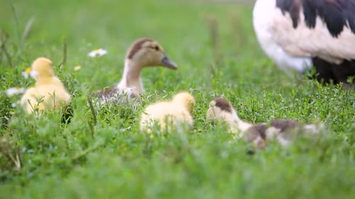 Big Ducks and Small Ducklings Feeding Outdoors in Farm Yard