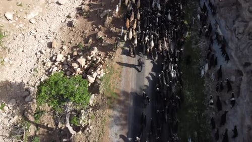 Herd of Goats Moving on a Rural Path