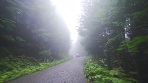 Driving on foggy and enchanting forest road.