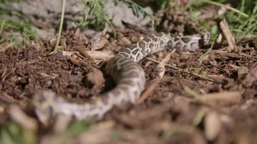 Bébé python birman fraîchement éclos glissant dans la terre d'un tapis forestier