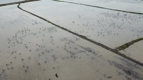 Aerial view Asian openbill freedom fly in paddy field