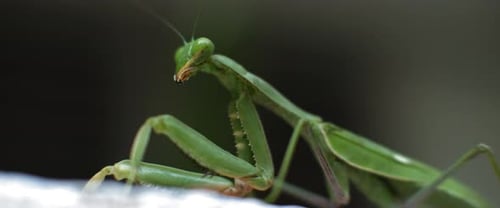 Macro shot of the praying mantis on a green bokeh background