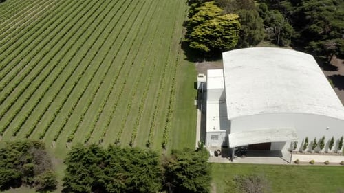 AERIAL High Above Rows Of Grapevines On Rural Vineyard Farm