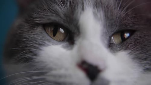 Cats Eyes