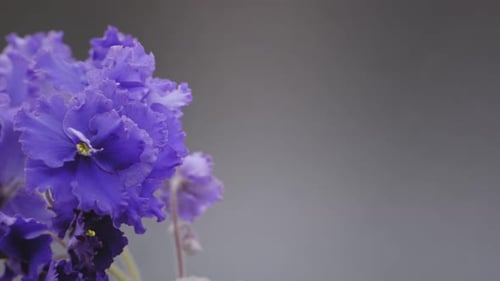 Violette Blumen - 2K
