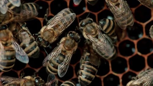 Honeybees Crawling on Honeycomb, Close Up