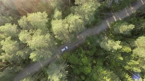Aerial View of the White Car on Road in the Forest