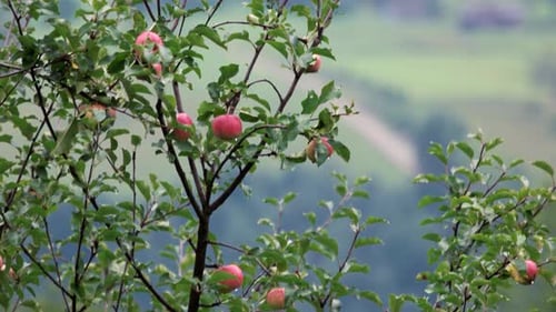 Red Apples Ripening on Apple Trees in Orchard