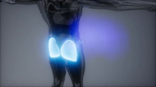 Medical 3D Human Gluteal Muscles Anatomy Animation