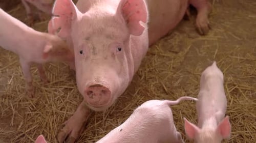 Pig Lies on Yellow Straw.