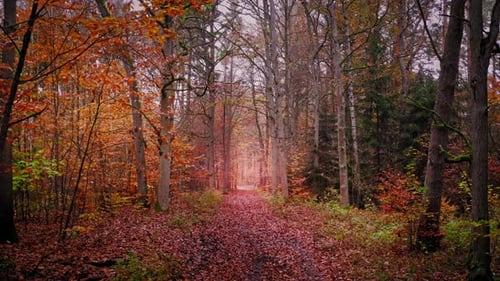 Piste forestière brumeuse en automne, vue aérienne de la Pologne