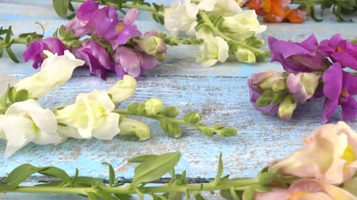 Colorful Snapdragon Flowers on Blue Wooden Surface