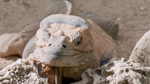Incredible close up shot of iguana sunbathing changing skin