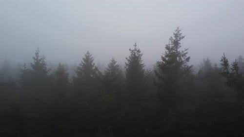 Misty pine tree forest in aerial drone shot. Mysterious and moody shot