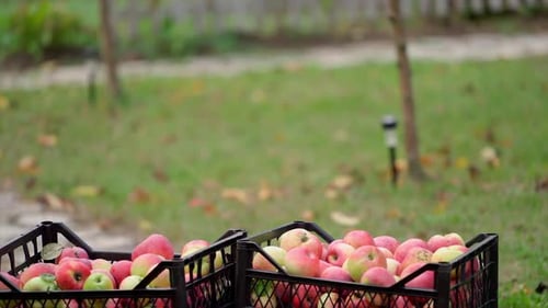 Apples in boxes stand in garden. Red and juicy fruit picked from trees. Farm orchard.