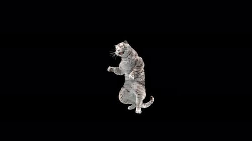Weißer Tiger Tanzen 4K