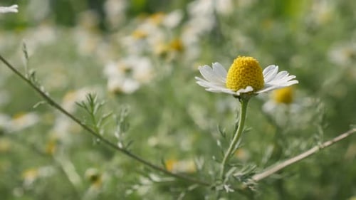Slow motion of white Matricaria recutita plant 1920X1080 HD footage - Shallow DOF of common Cham