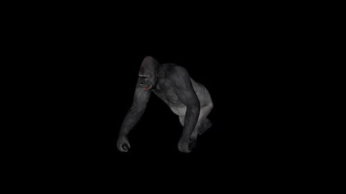 Alter Gorilla-Spaziergang