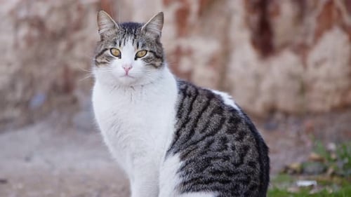 Sweet Mammal Animal Pet Cat 5