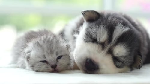 Adorable Husky Puppy Sleeping with Kitten Close Up