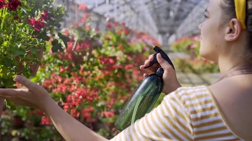 Florist Pulverizes Water Onto Blooming Plant in Greenhouse