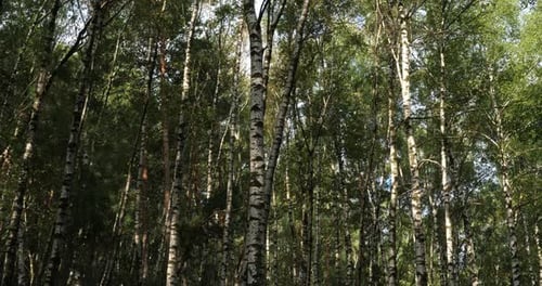 Birch forest near Le Plan de Monfort, the Cevennes National park, Lozere department, France