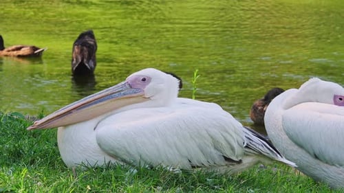 Pelicans And Ducks At A Pond
